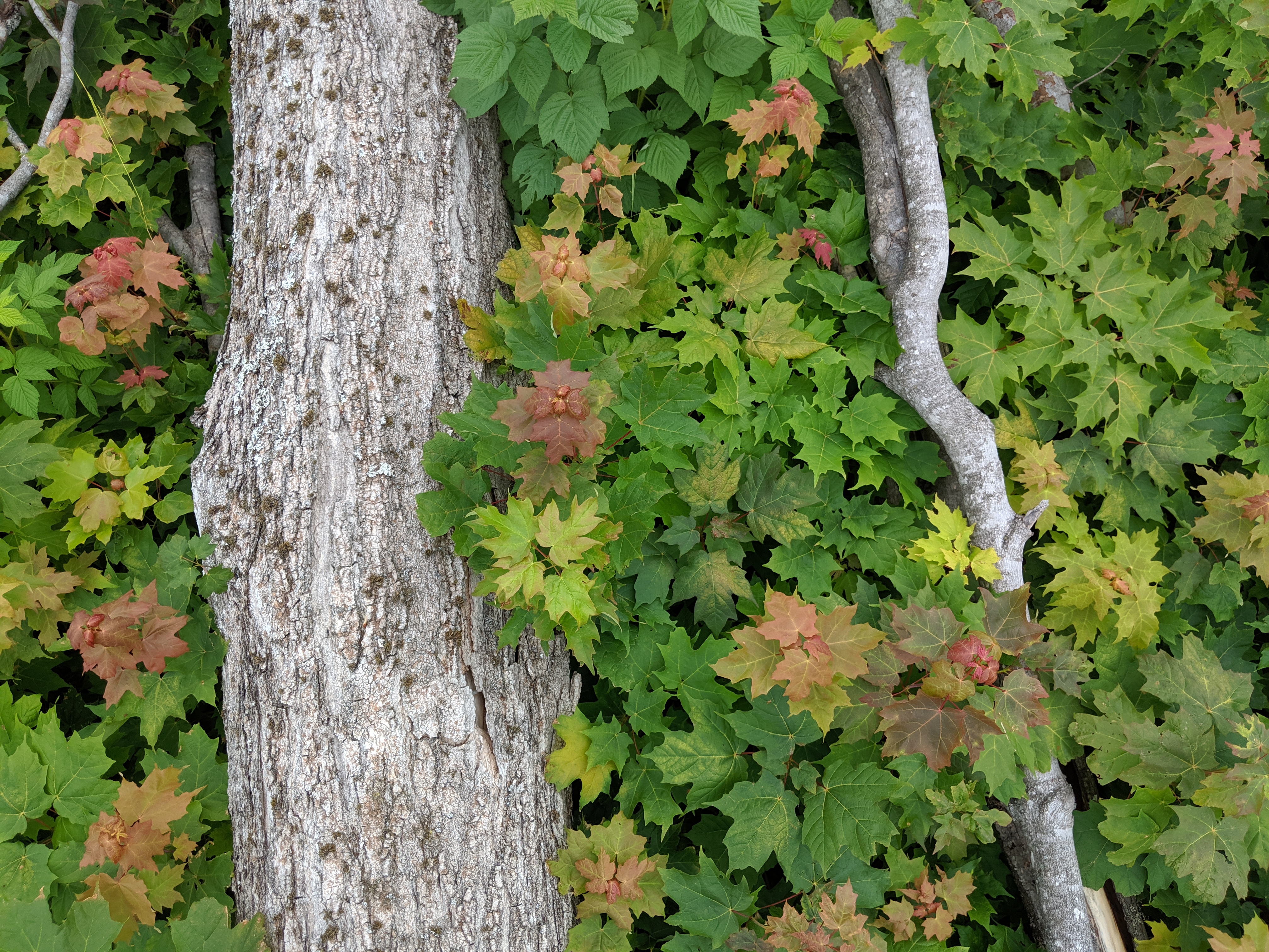 felled tree with green and orange leaves